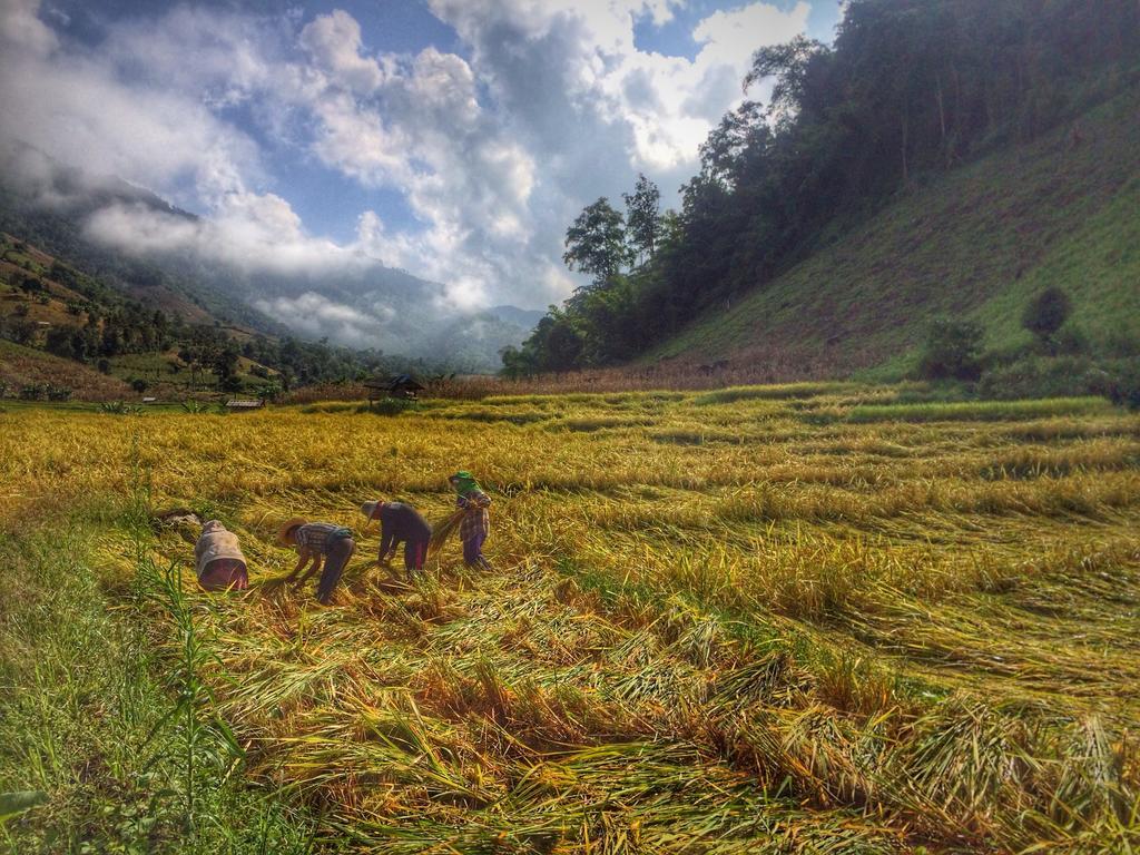 Kowitfarmstay Ban Mae Pan Noi Εξωτερικό φωτογραφία