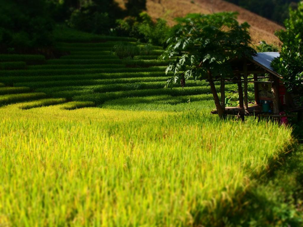 Kowitfarmstay Ban Mae Pan Noi Εξωτερικό φωτογραφία