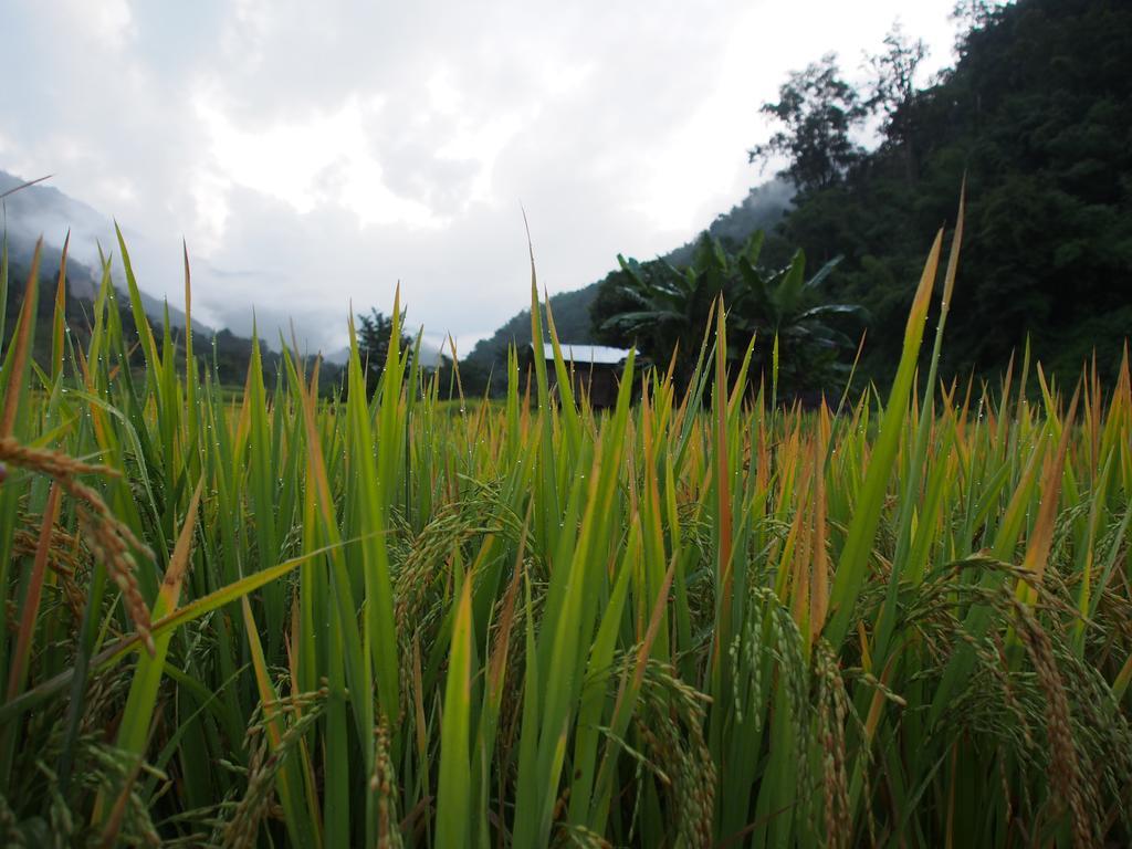 Kowitfarmstay Ban Mae Pan Noi Εξωτερικό φωτογραφία