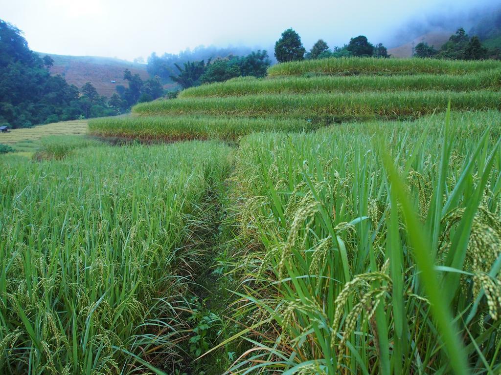 Kowitfarmstay Ban Mae Pan Noi Εξωτερικό φωτογραφία