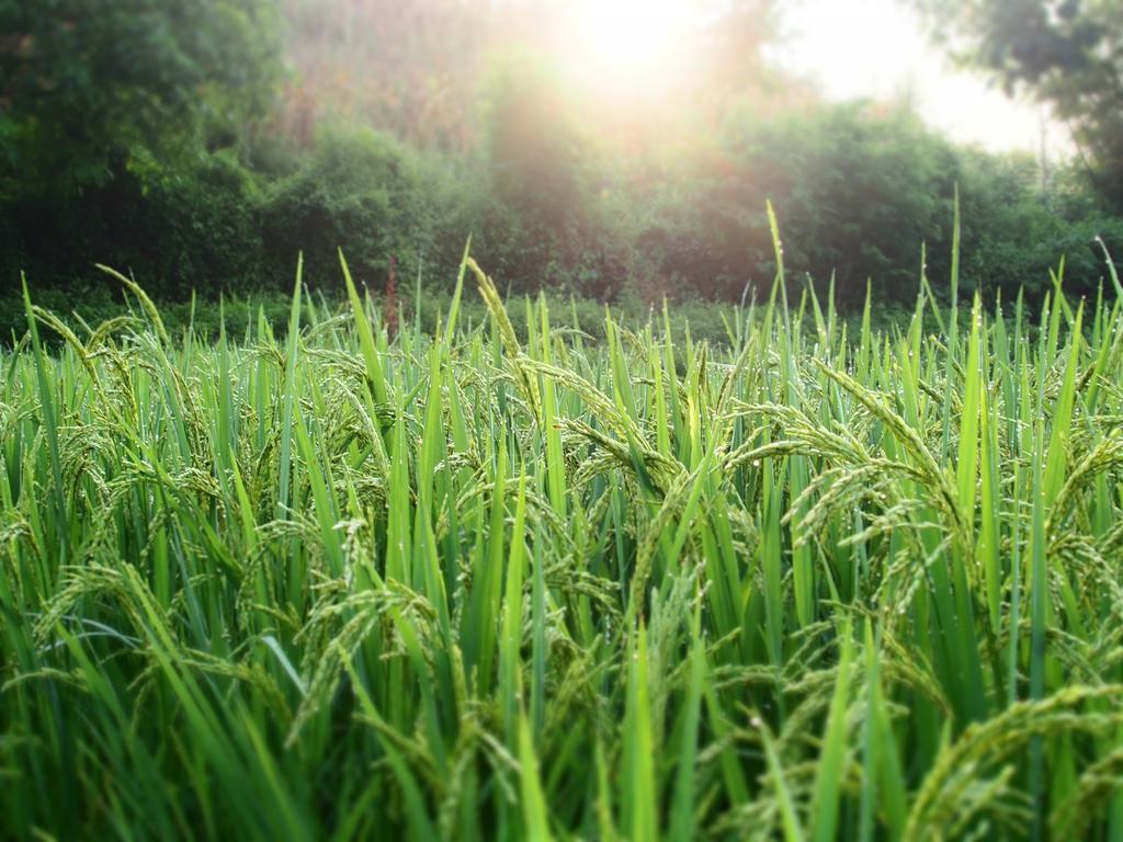 Kowitfarmstay Ban Mae Pan Noi Εξωτερικό φωτογραφία